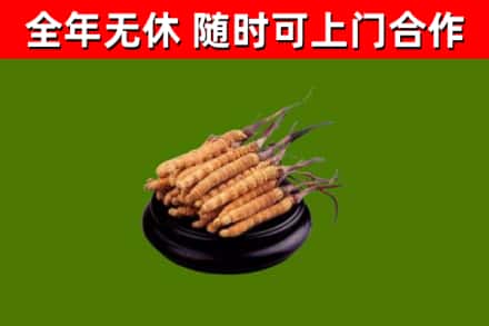 郧西烟酒回收冬虫夏草.jpg